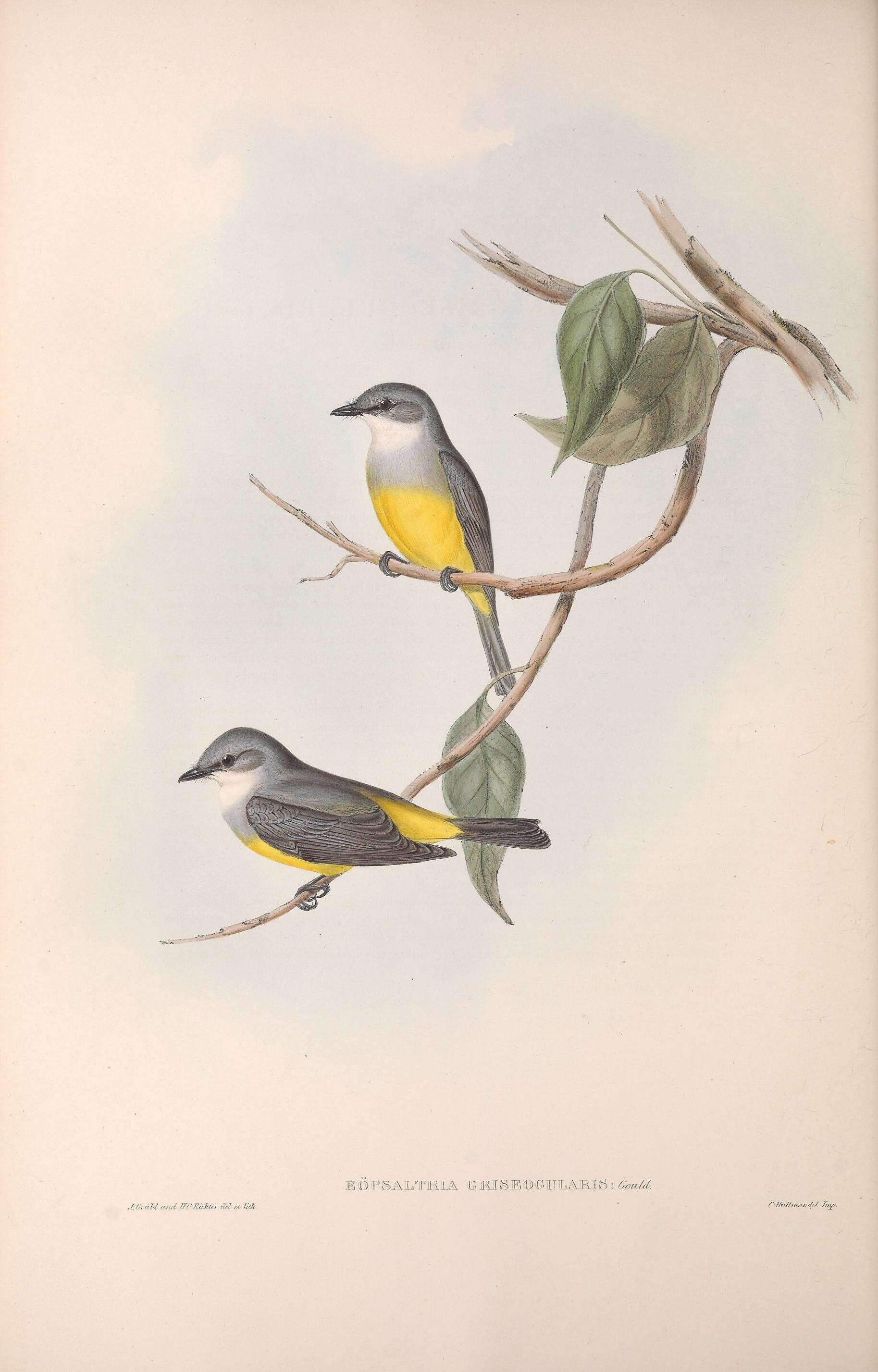 Image of Eopsaltria Swainson 1832