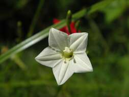 Image of Cypress Vine