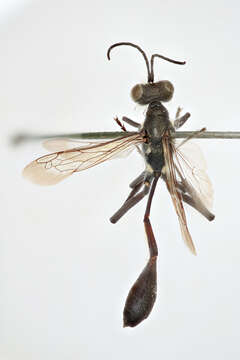 Image de Ammophila gracilis Lepeletier de Saint Fargeau 1845