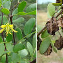 Image de Bulnesia foliosa Griseb.