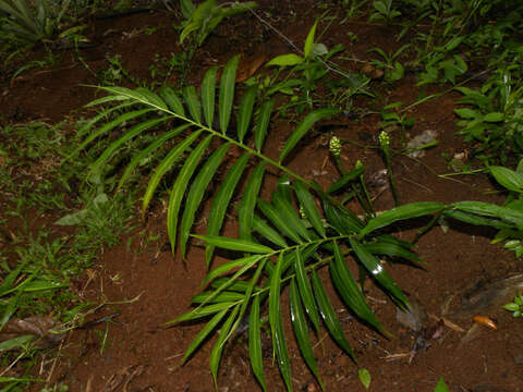 Image of Cooking Ginger