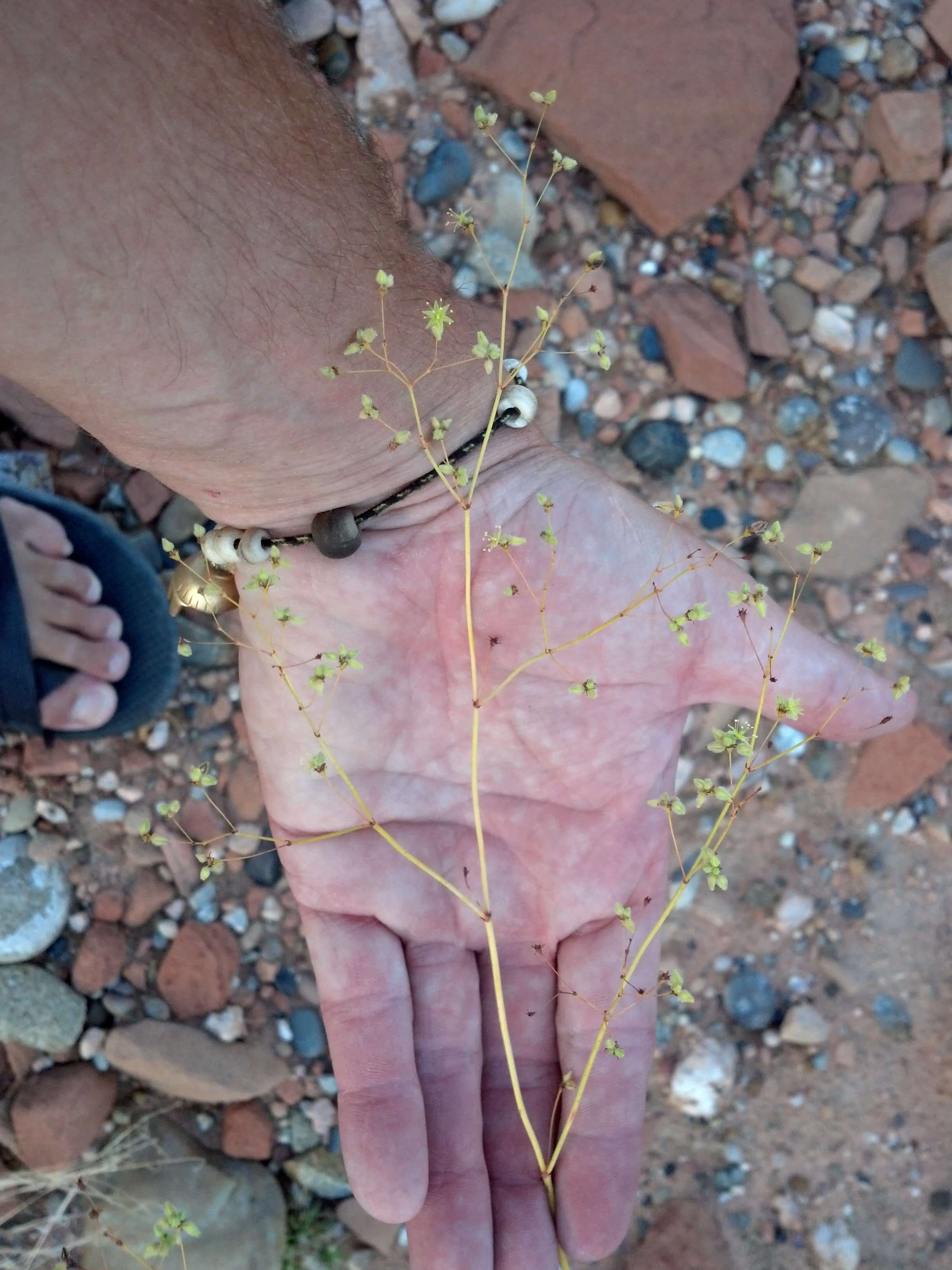 Imagem de Eriogonum inflatum Torr.