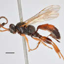 Image of Ichneumon micropnygus Thomson 1893