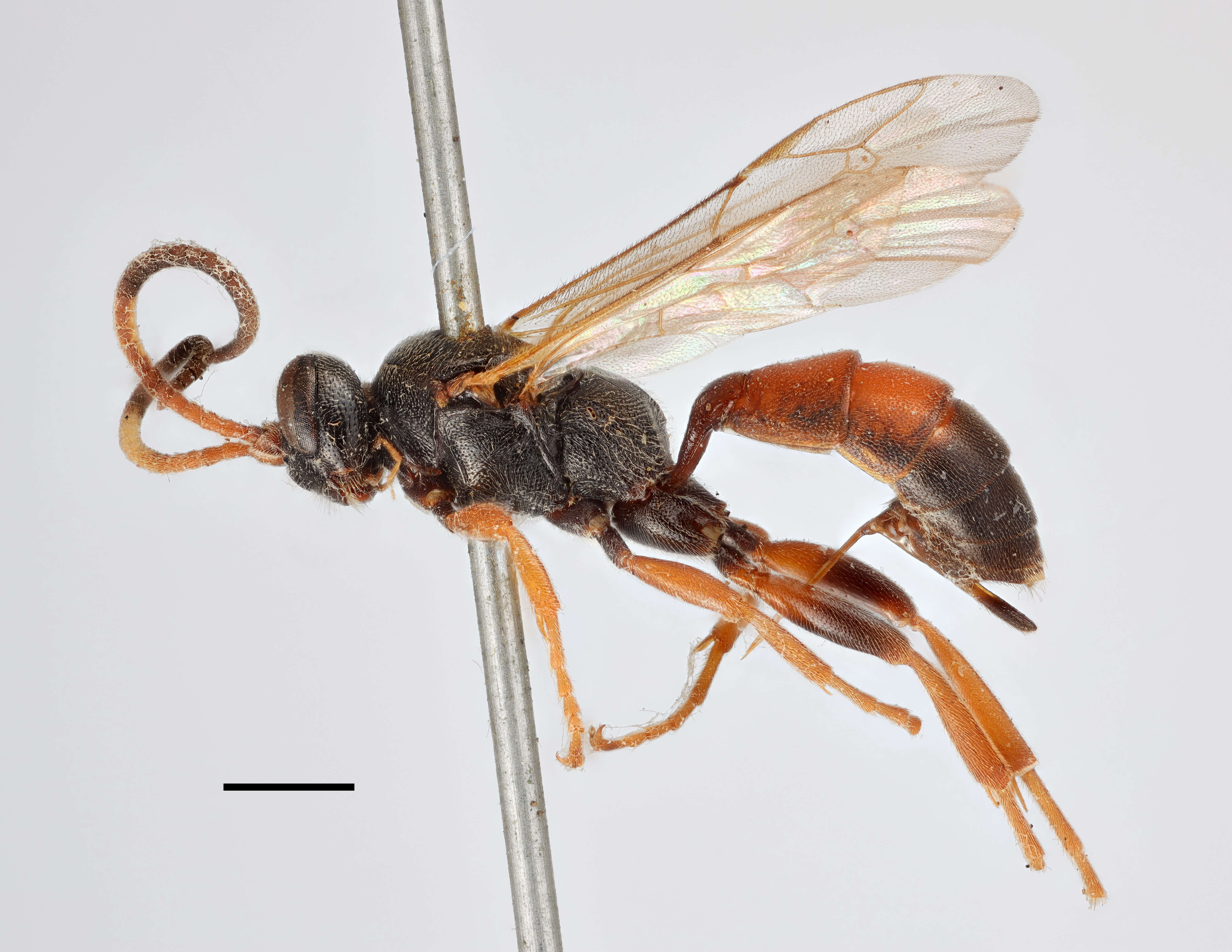 Image of Ichneumon