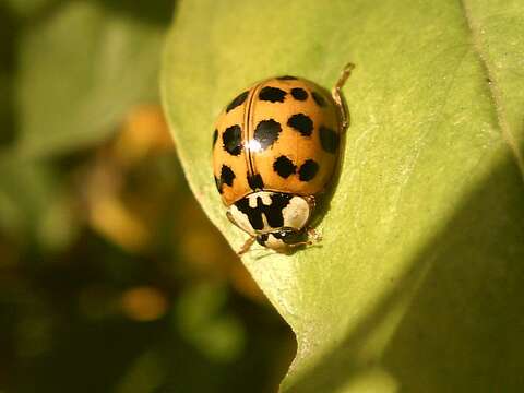 صورة Harmonia axyridis (Pallas 1773)