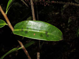 Image of Sarcopera sessiliflora (Triana & Planch.) H. G. Bedell