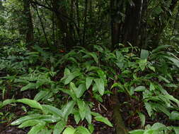 Image of Heliconia acuminata A. Rich.