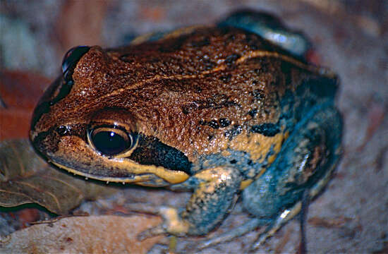 Image of Northern Banjo Frog