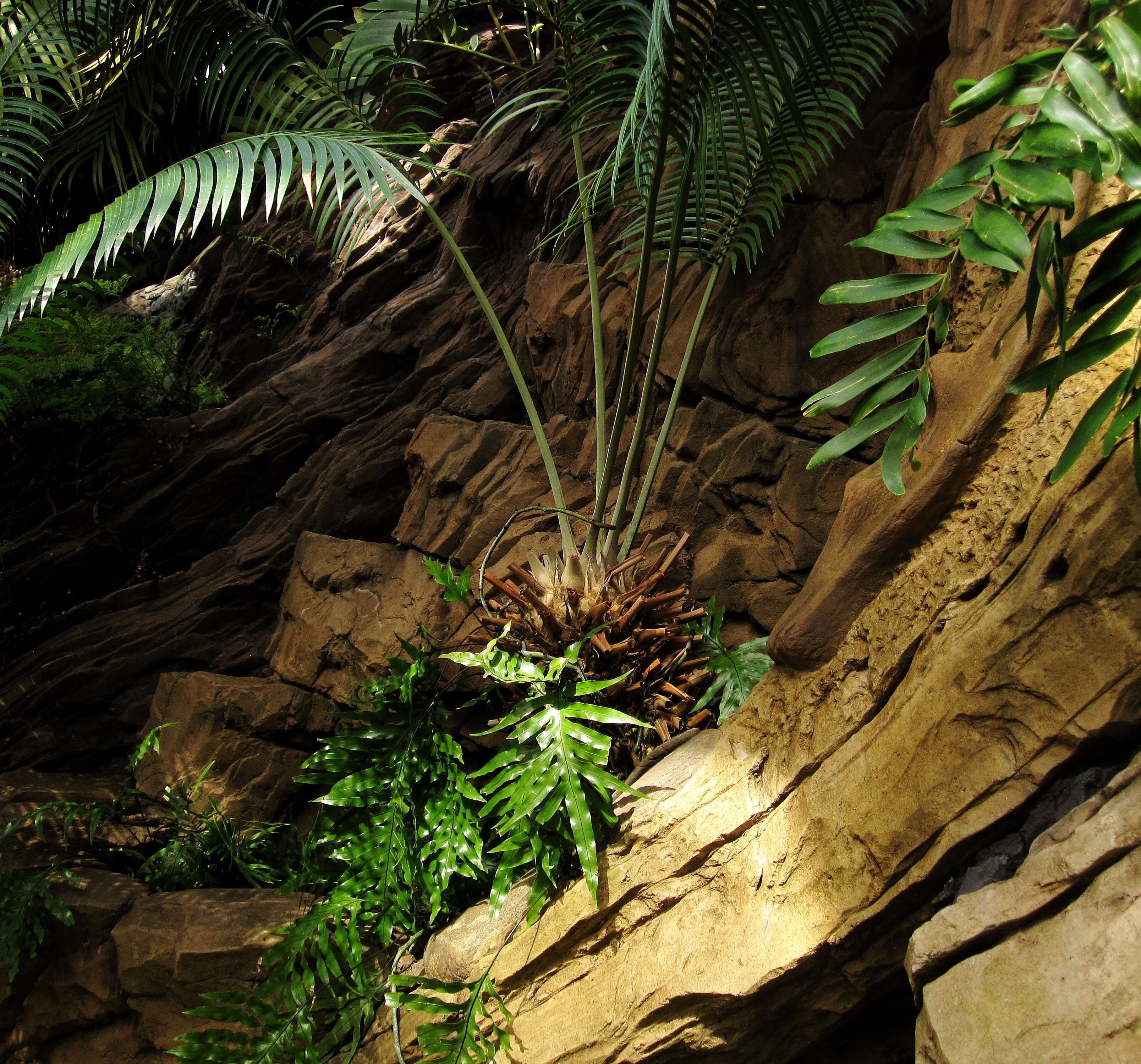 Image of Cycad