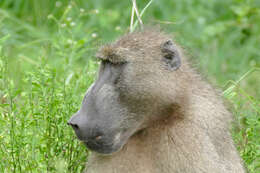 Image of Baboon