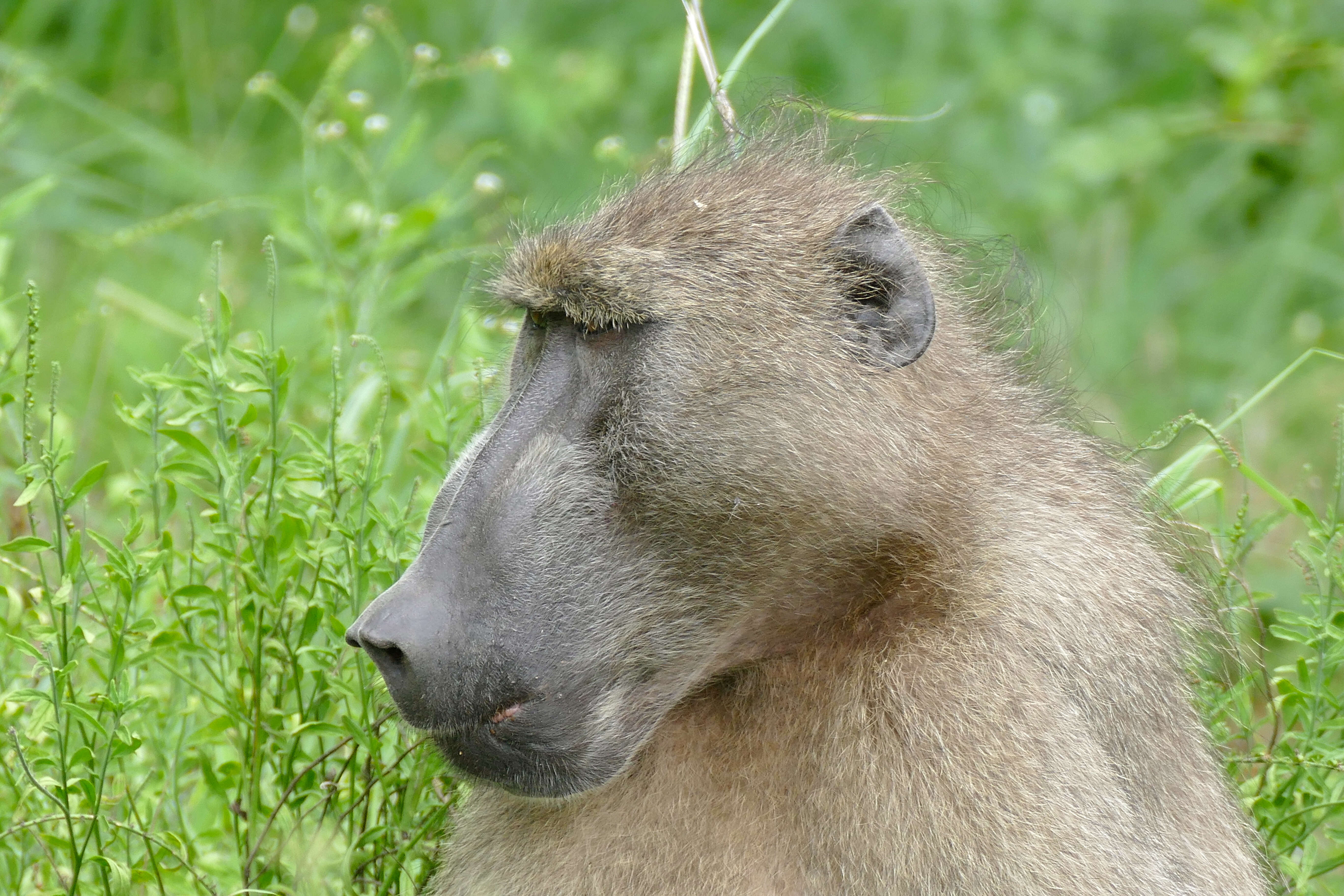 Image de Babouin chacma