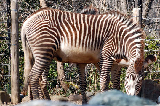 Image of zebra