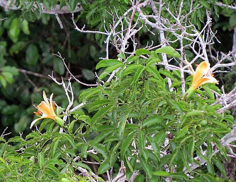 Image of ceiba