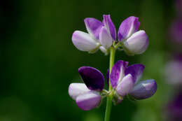 Image of big-leaved lupine