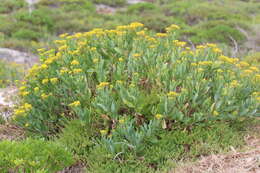 Image of Senecio odoratus var. odoratus