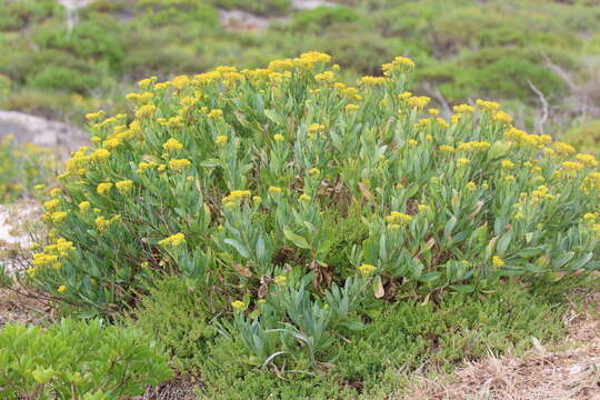 Image of Senecio odoratus var. odoratus