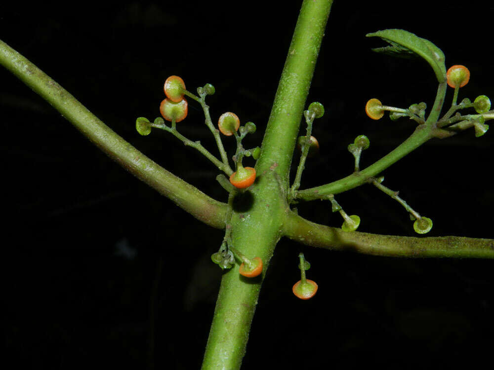 Image of Siparunaceae