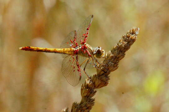 Image of Southern Darter