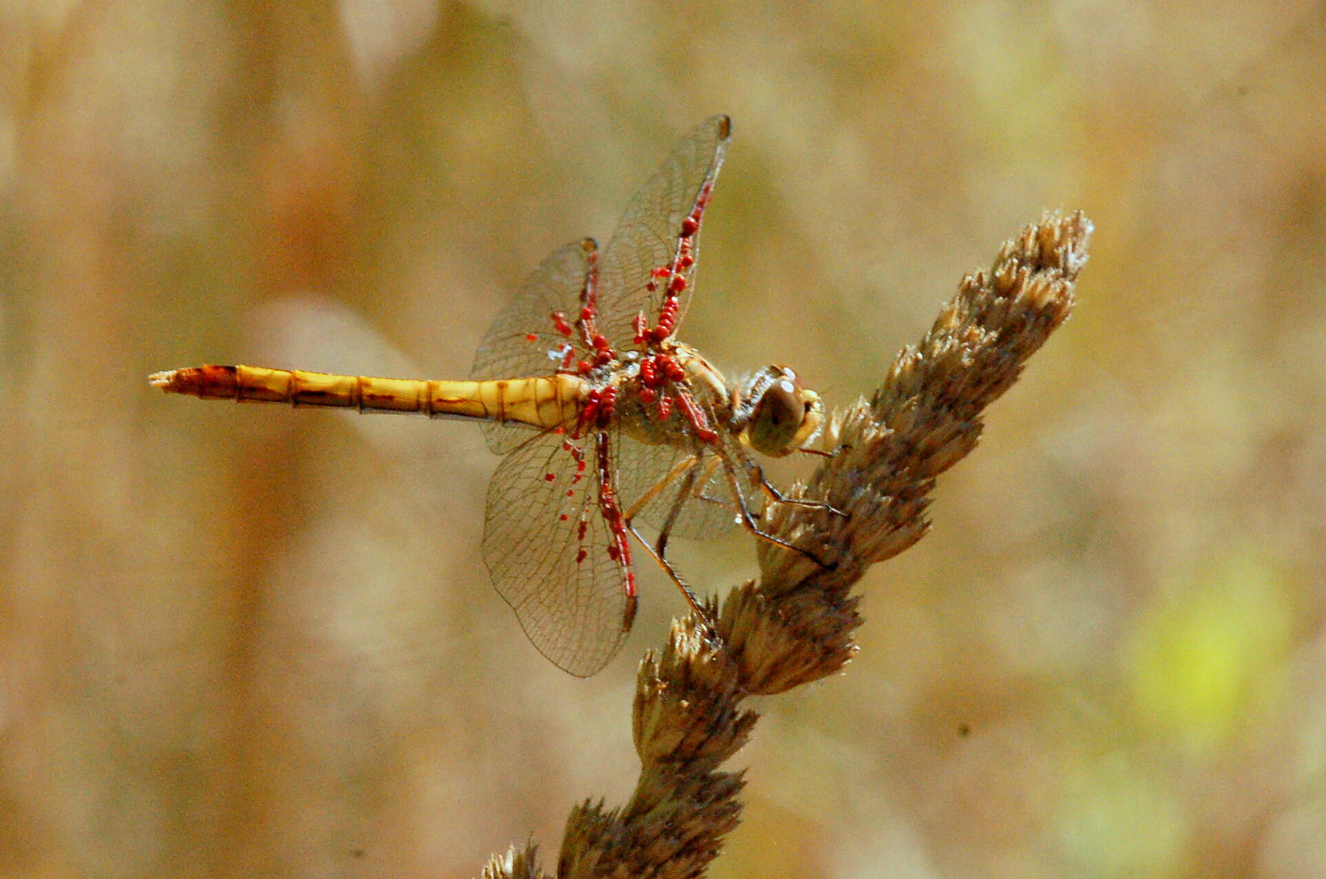 Image of Southern Darter