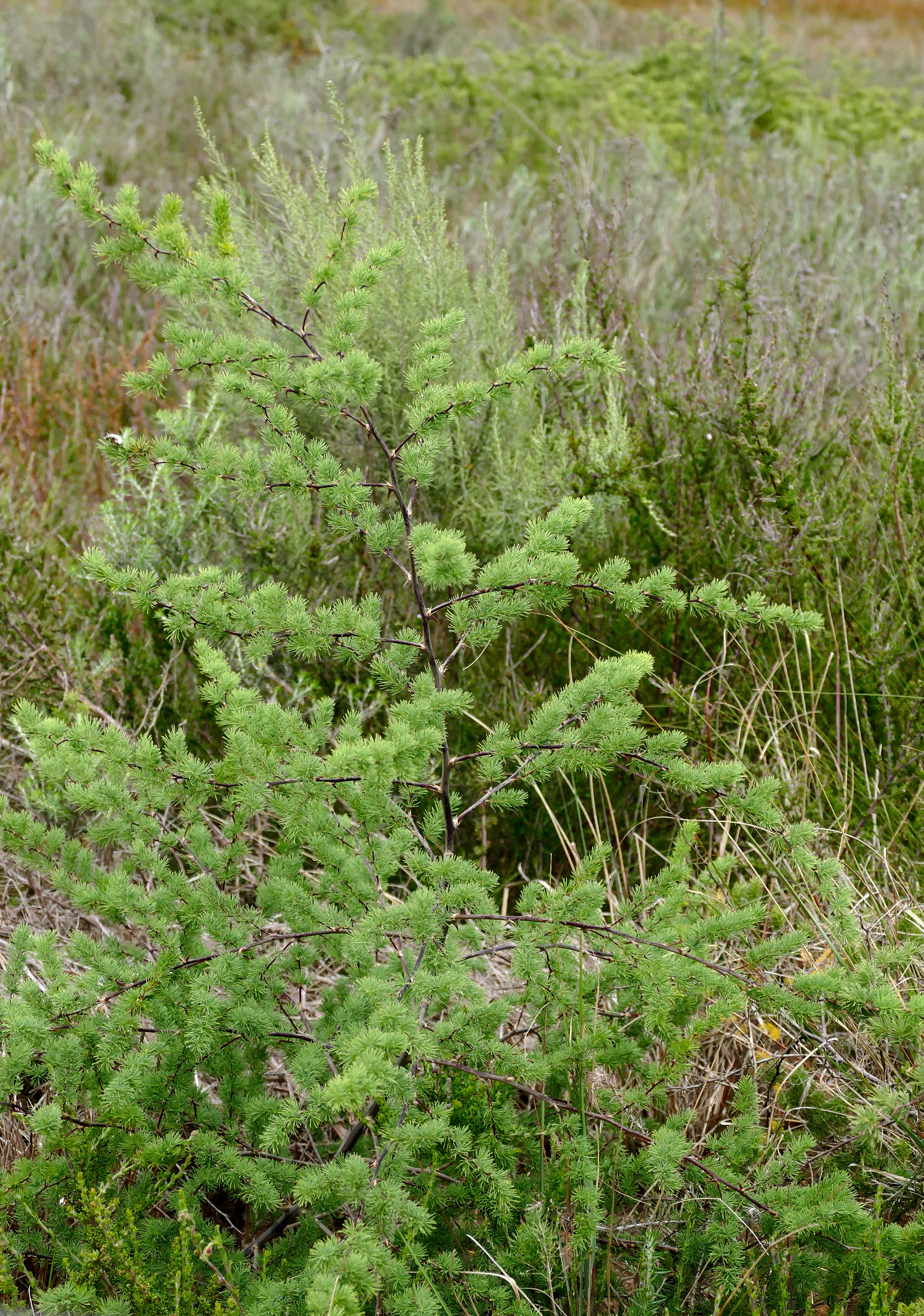 Image of Asparagus rubicundus P. J. Bergius