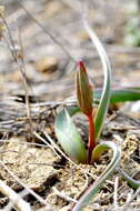 Image de Tulipa sylvestris subsp. australis (Link) Pamp.