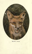 Image of Foxes