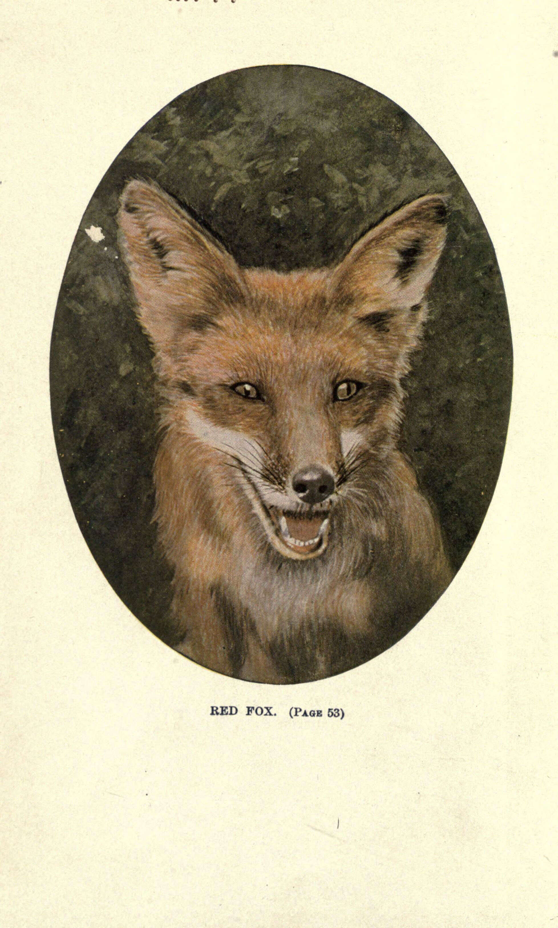 Image of Foxes