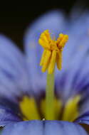 Image of Blue-eyed grass