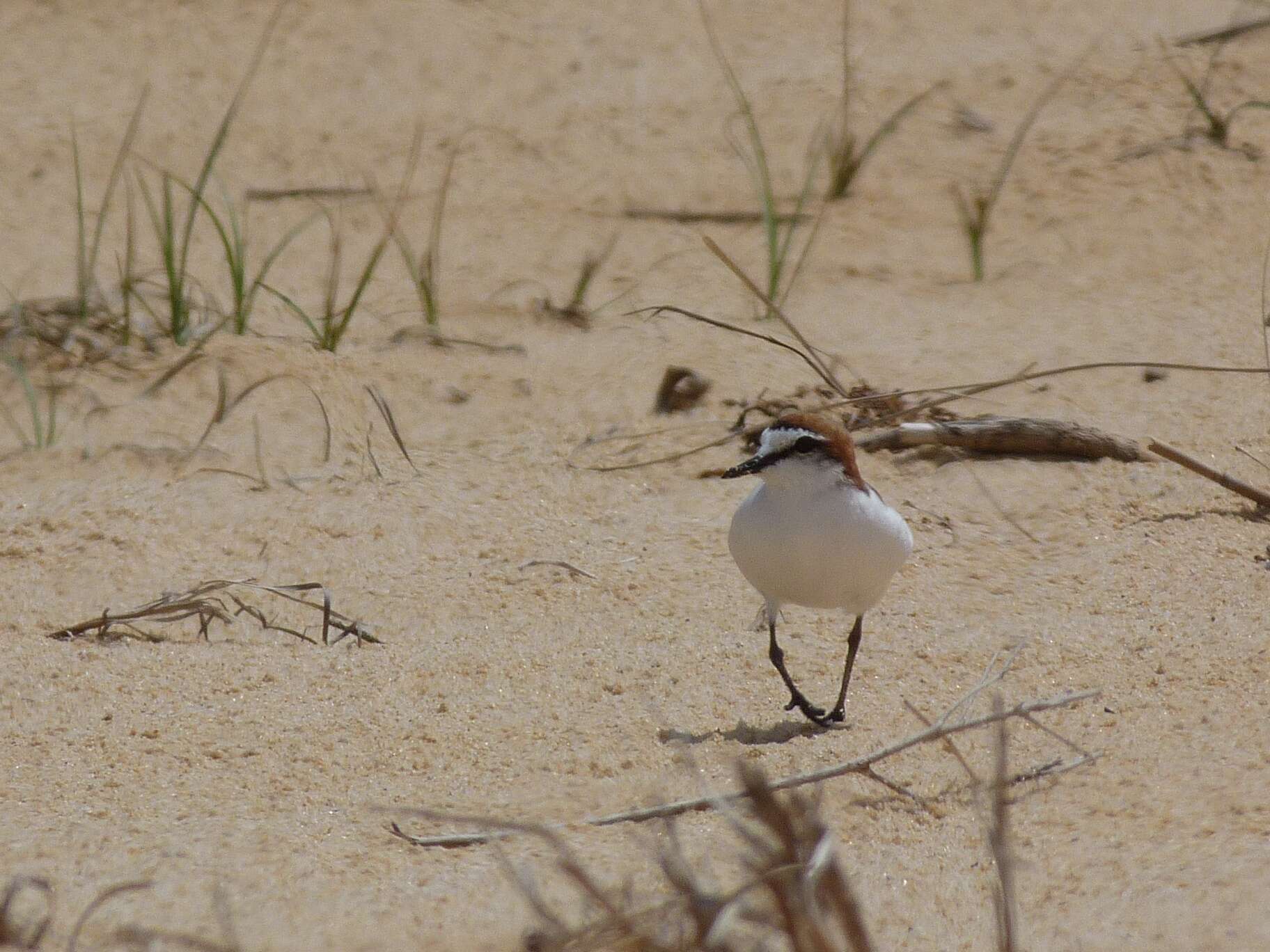 Image of Red-capped Dotterel