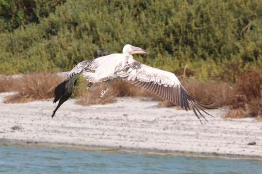 Image of Great White Pelican