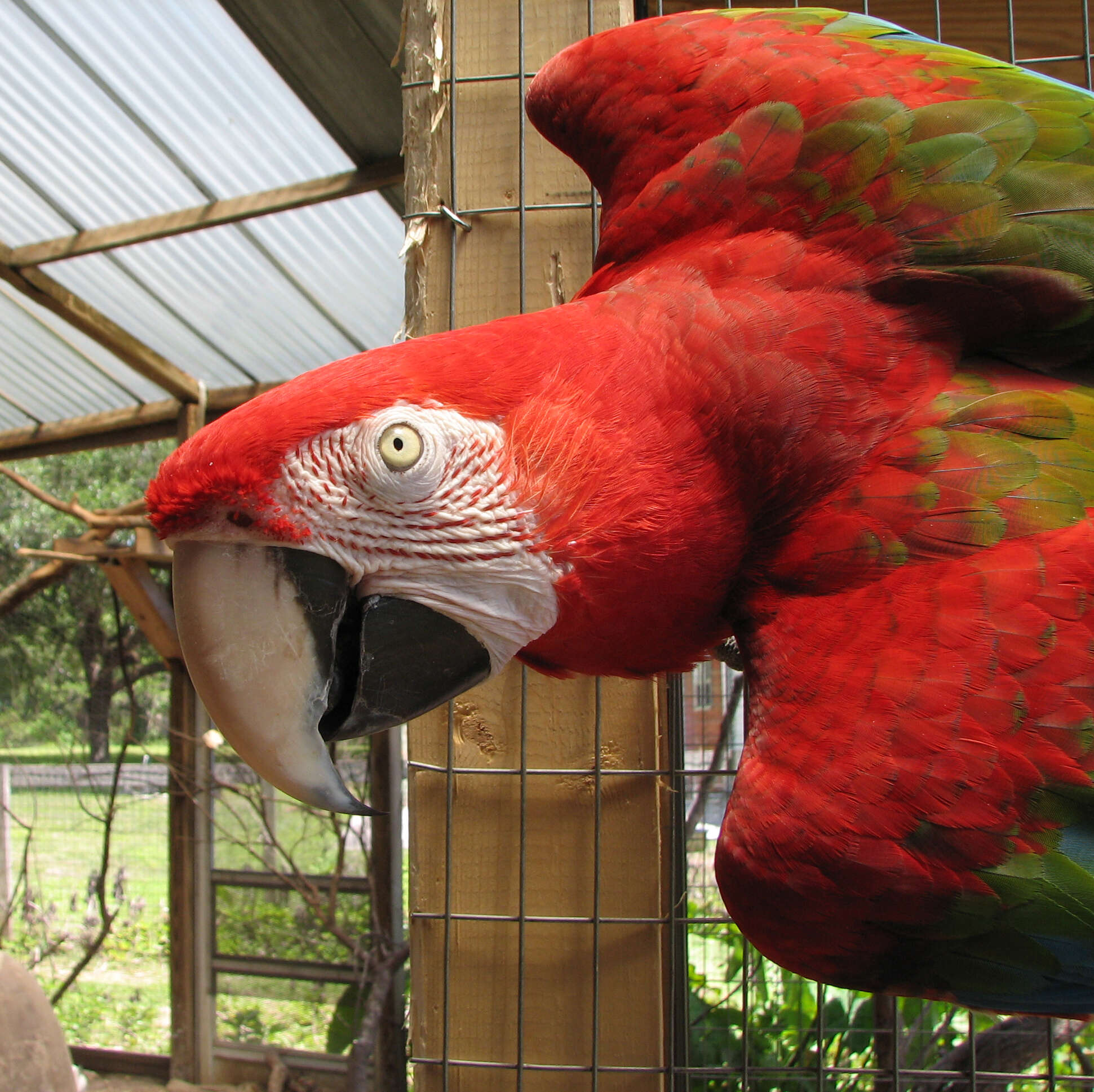 Image of macaws