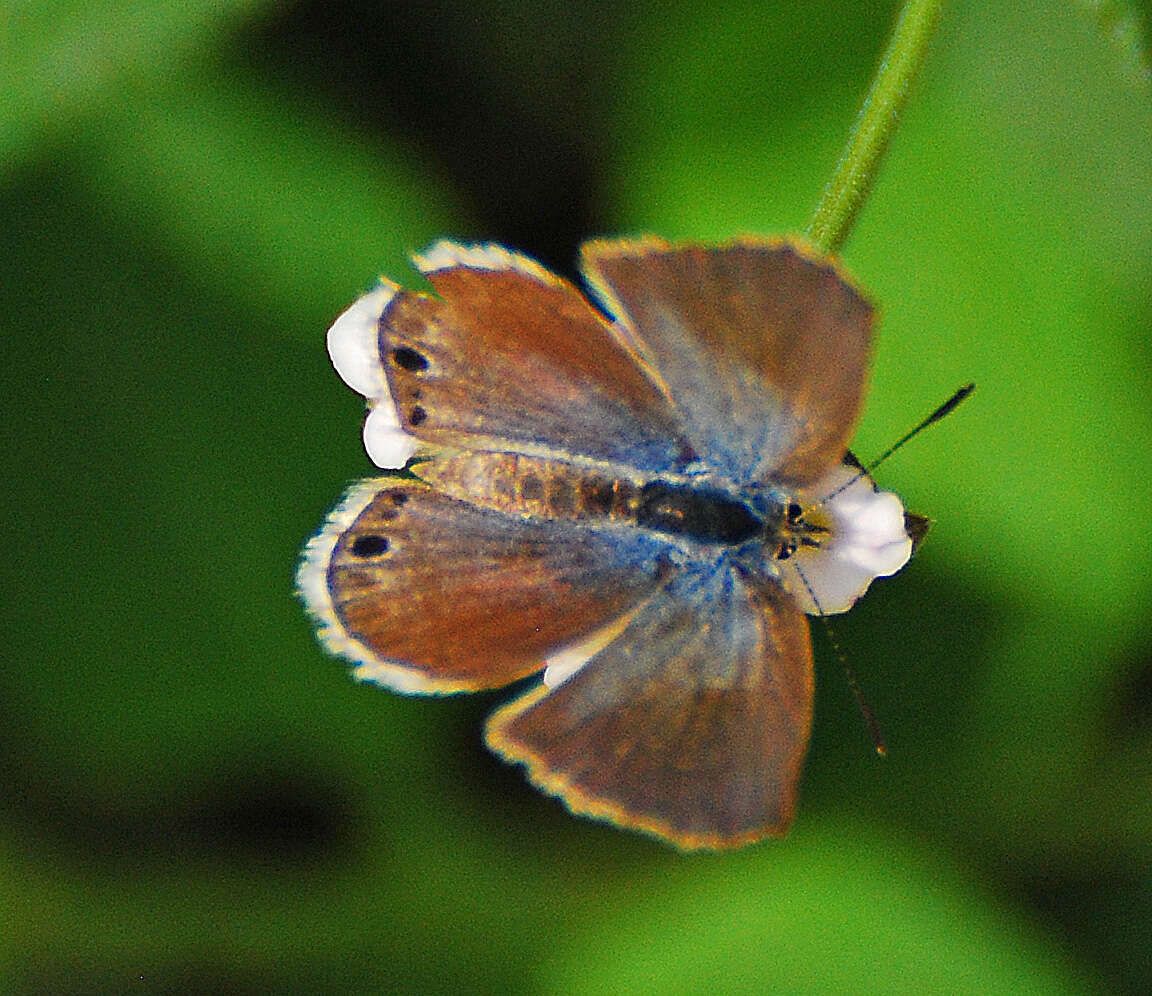 Image of Echinargus