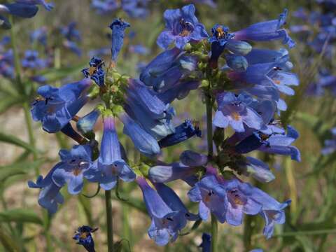 Image of Watson's penstemon