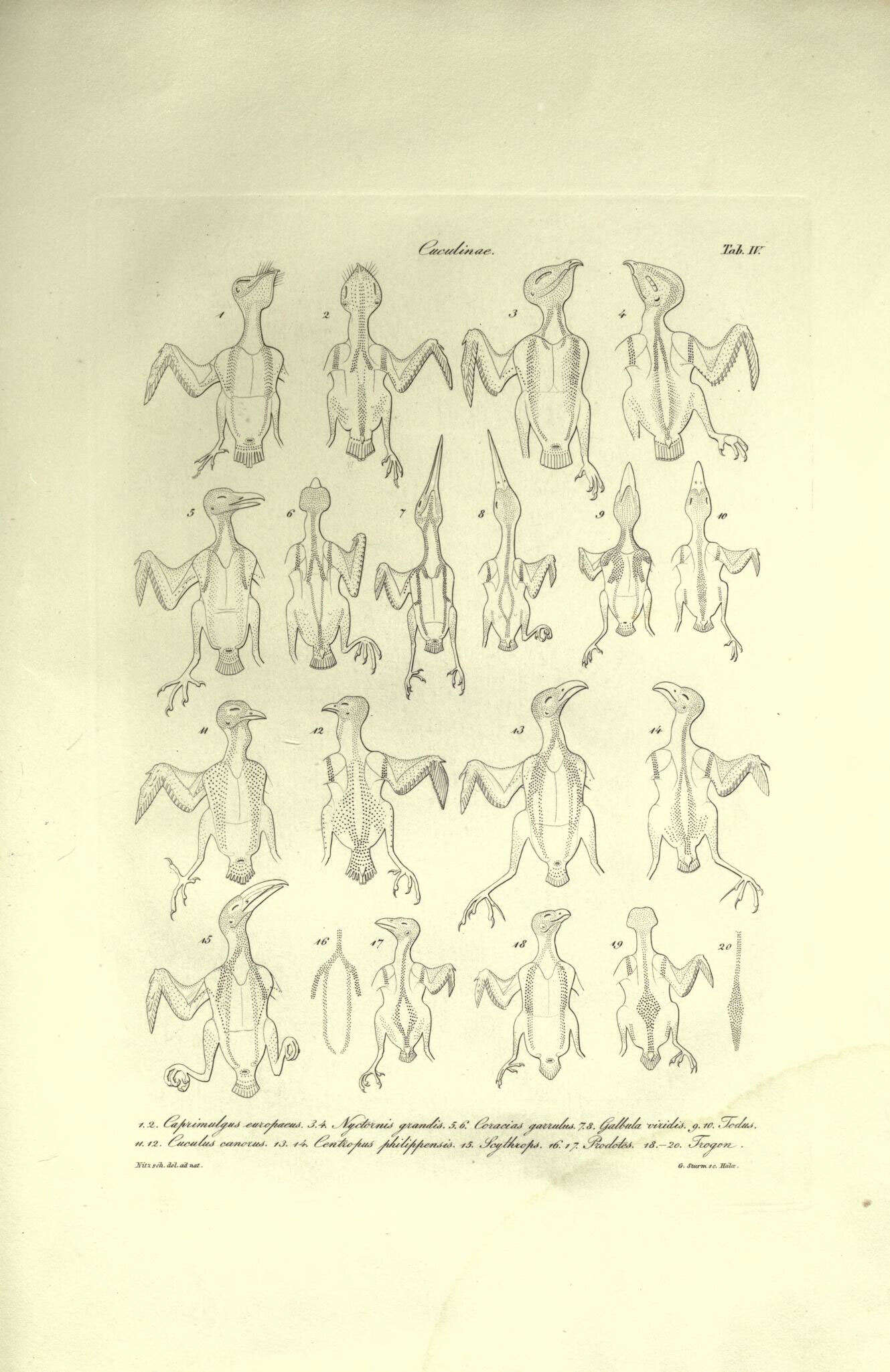 Слика од Caprimulgus Linnaeus 1758