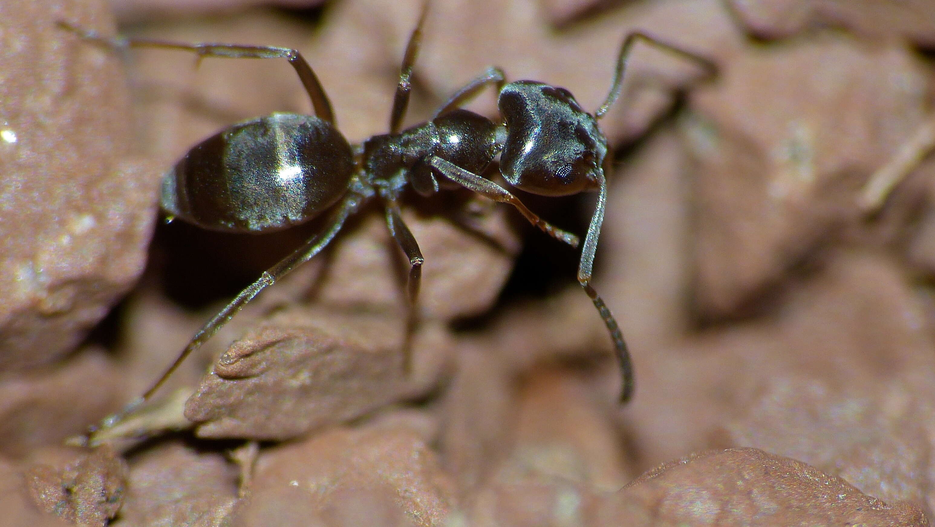 Image of cornfield and citronella ants