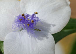 Слика од Tradescantia ohiensis Raf.