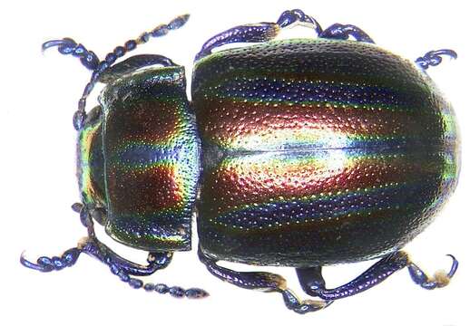 Image of Chrysomelidae