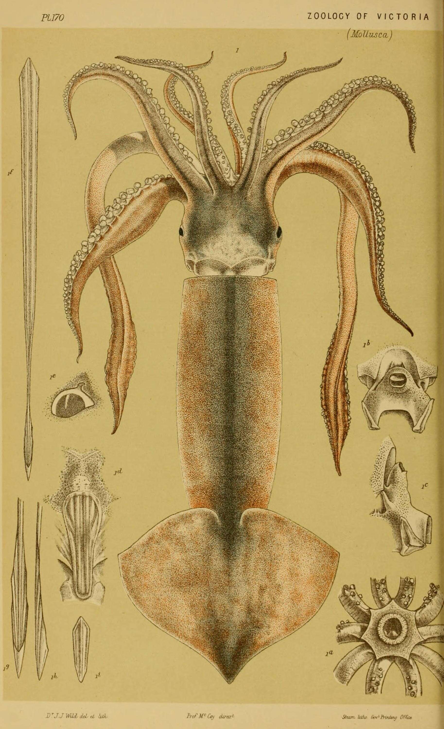 Image of Nototodarus Pfeffer 1912