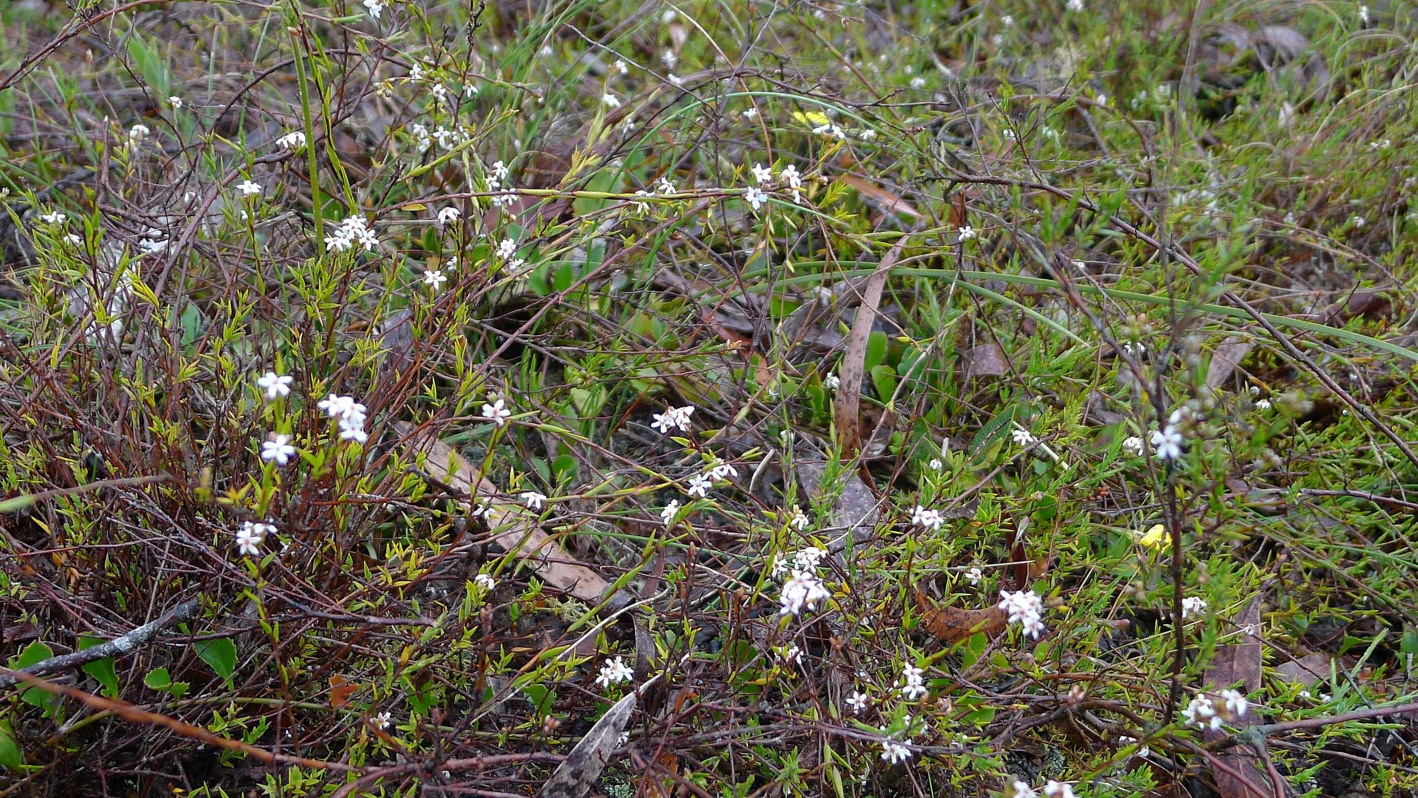 Слика од Leucopogon virgatus (Labill.) R. Br.