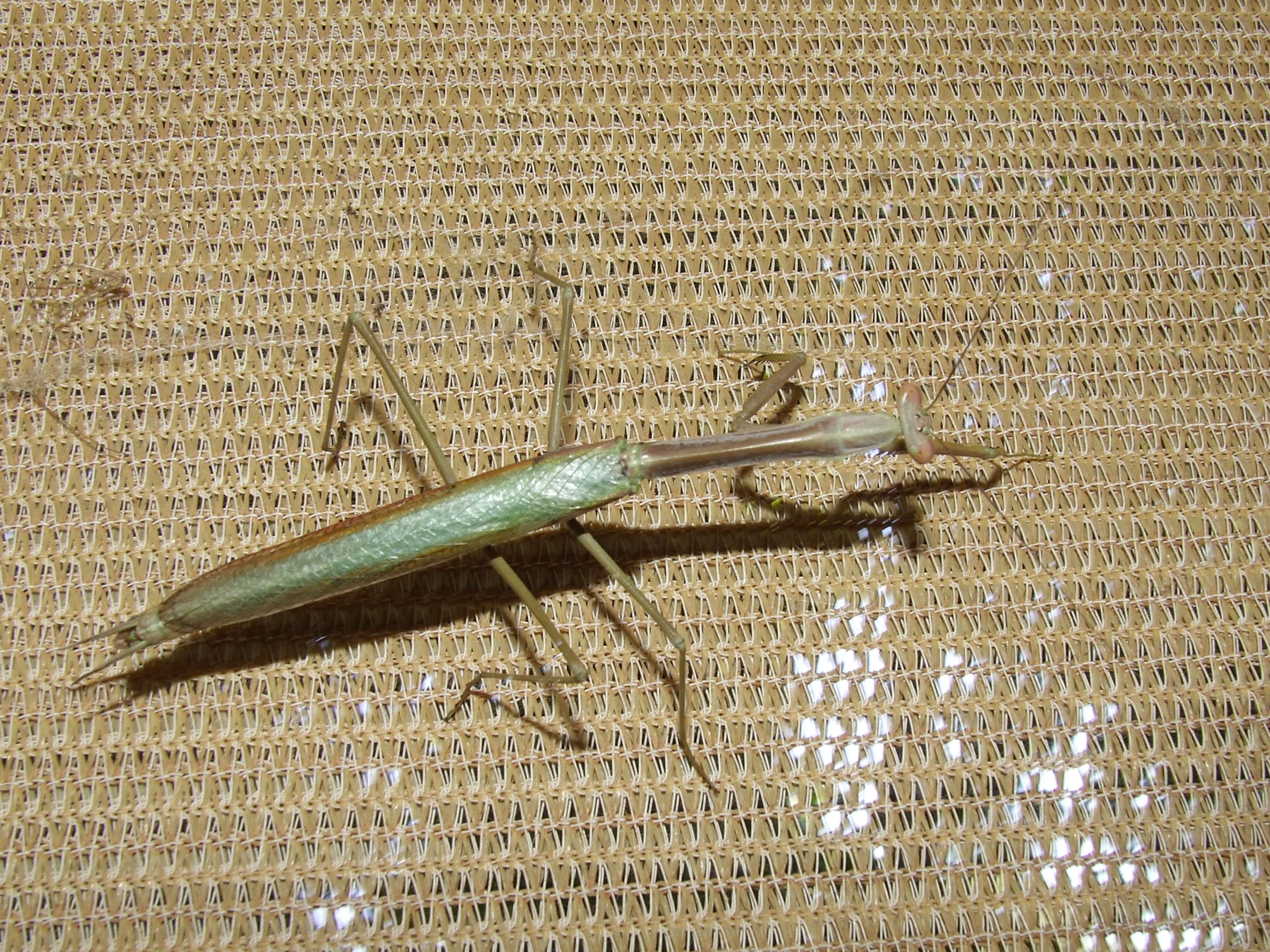 Image of Archimantis