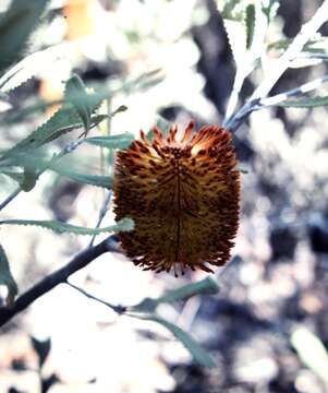 Image of Desert Banksia