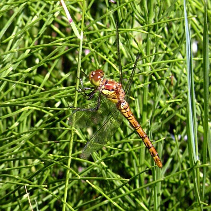 Image of Sympetrum Newman 1833