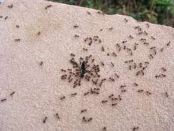 Image of cornfield and citronella ants