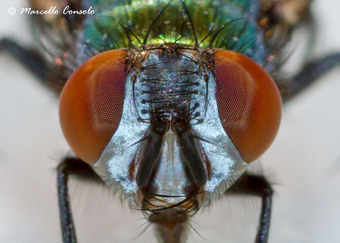 Image of blow flies