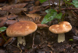 صورة Leucopaxillus gentianeus (Quél.) Kotl. 1966