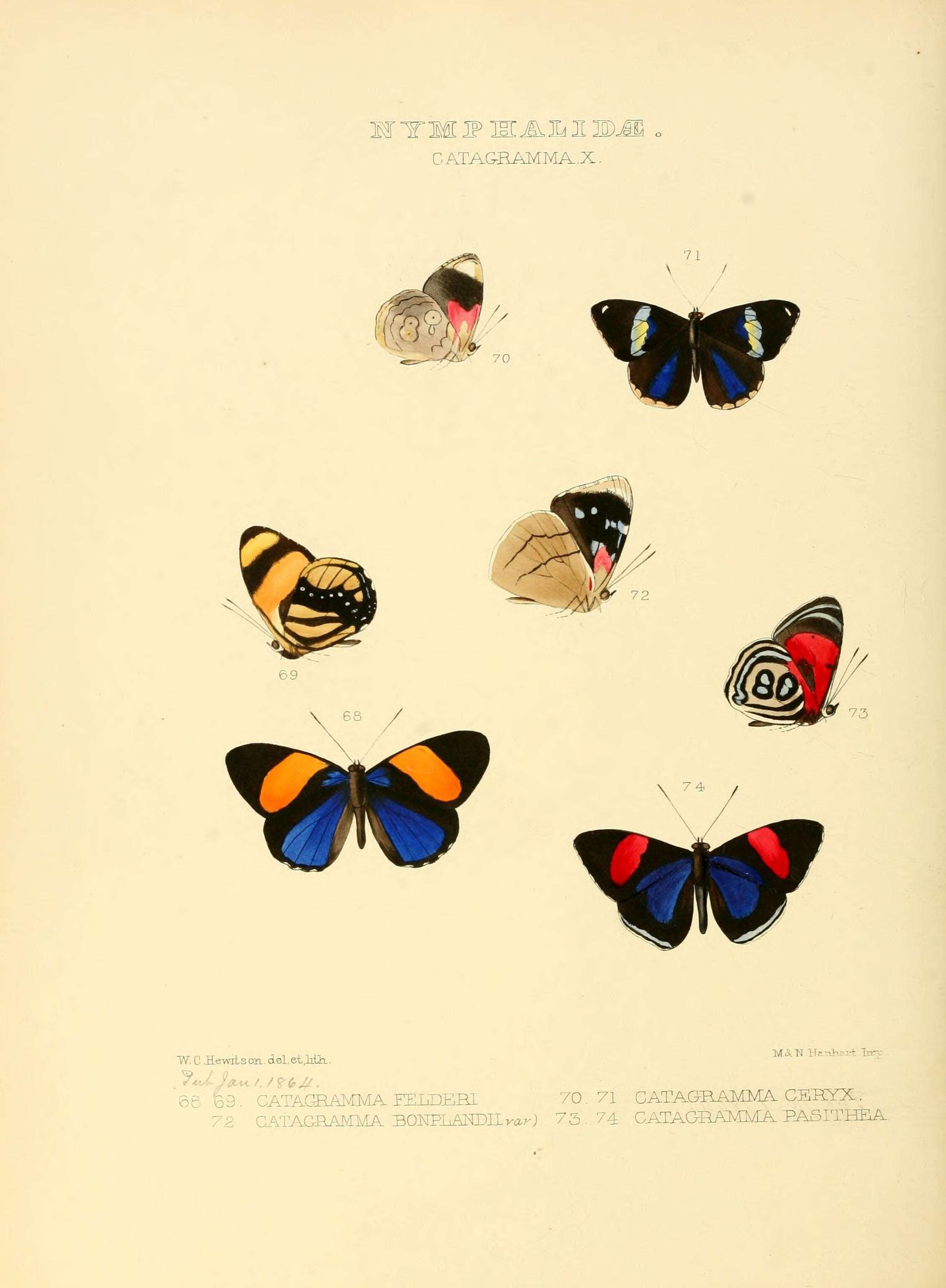 Image de Perisama bonplandii Guérin-Meneville 1844