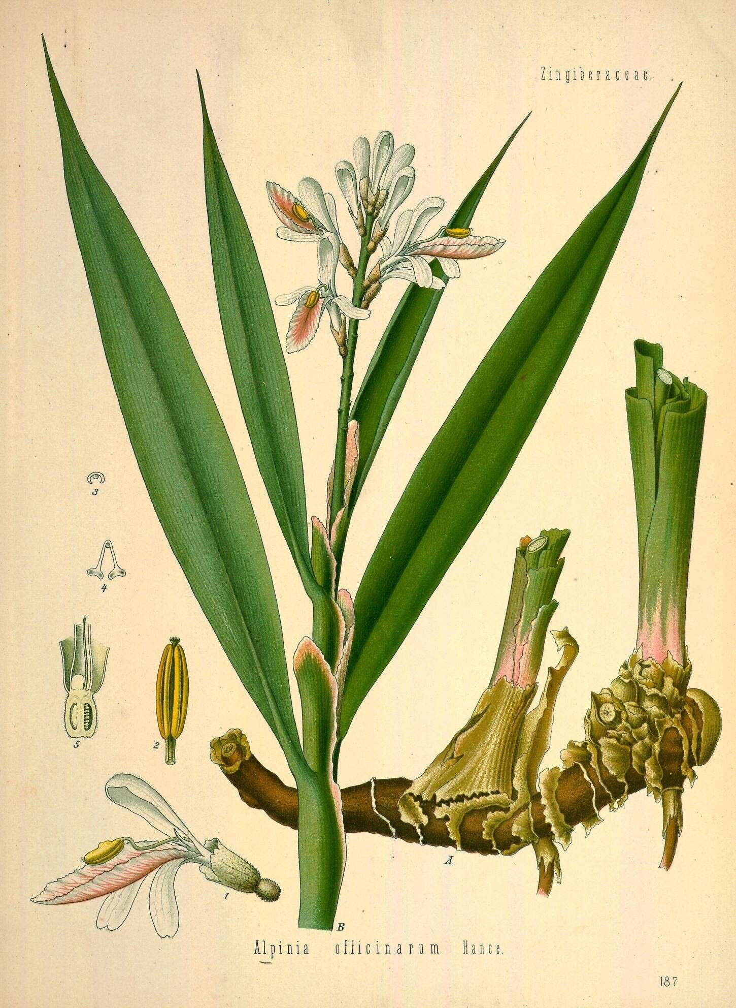 Image of Alpinia