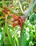 Image of Bromeliaceae
