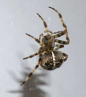 Image of Garden spider