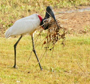 Image of Jabiru Hellmayr 1906